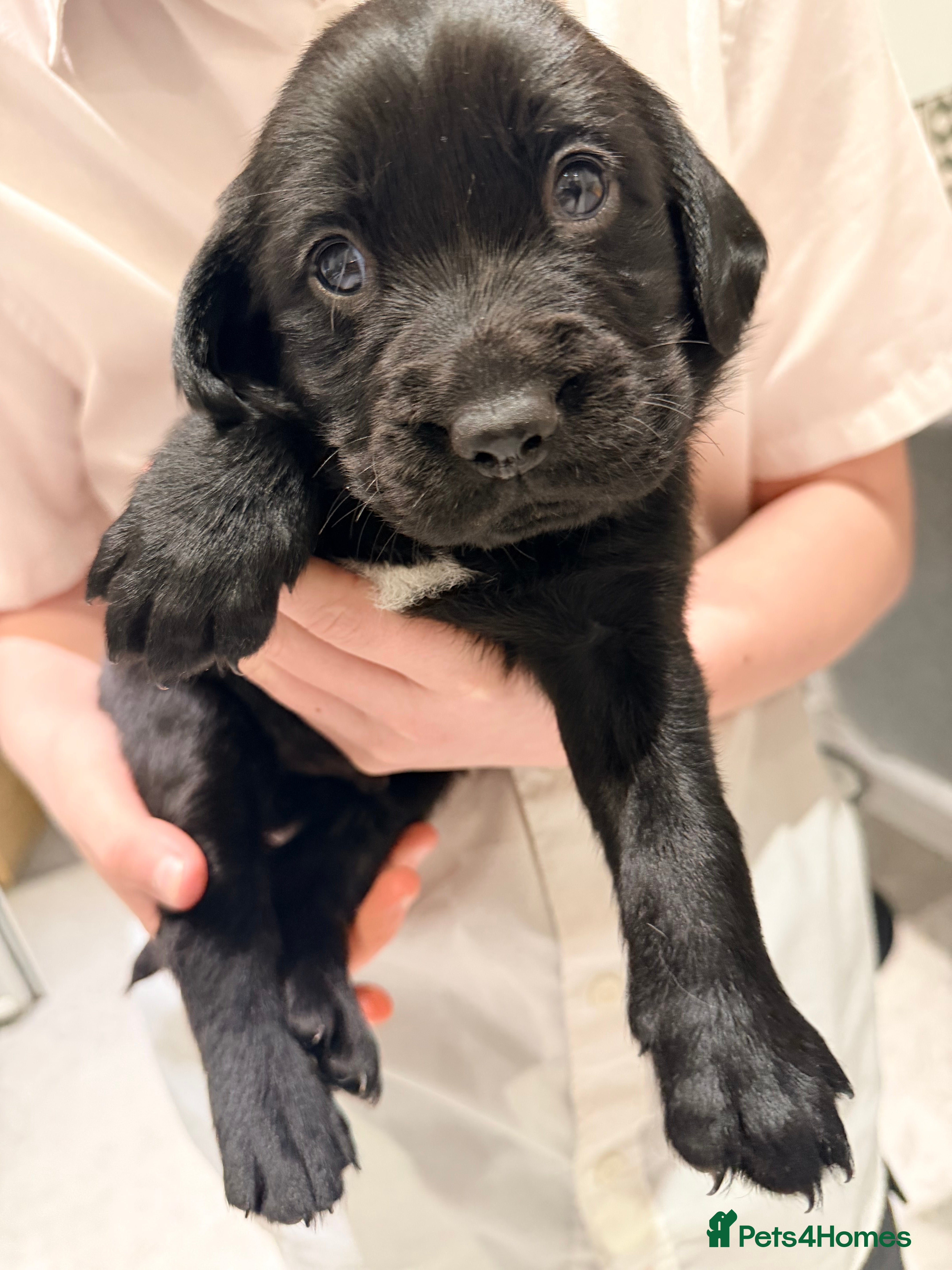 Springador dogs Springadors (  1boy remaining ) - Advert 1