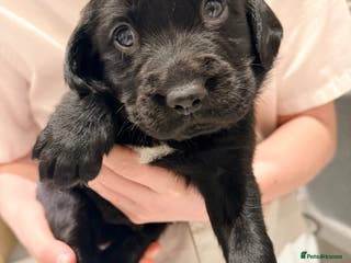 Springador dogs Springadors ( 1boy remaining ) - Advert 1