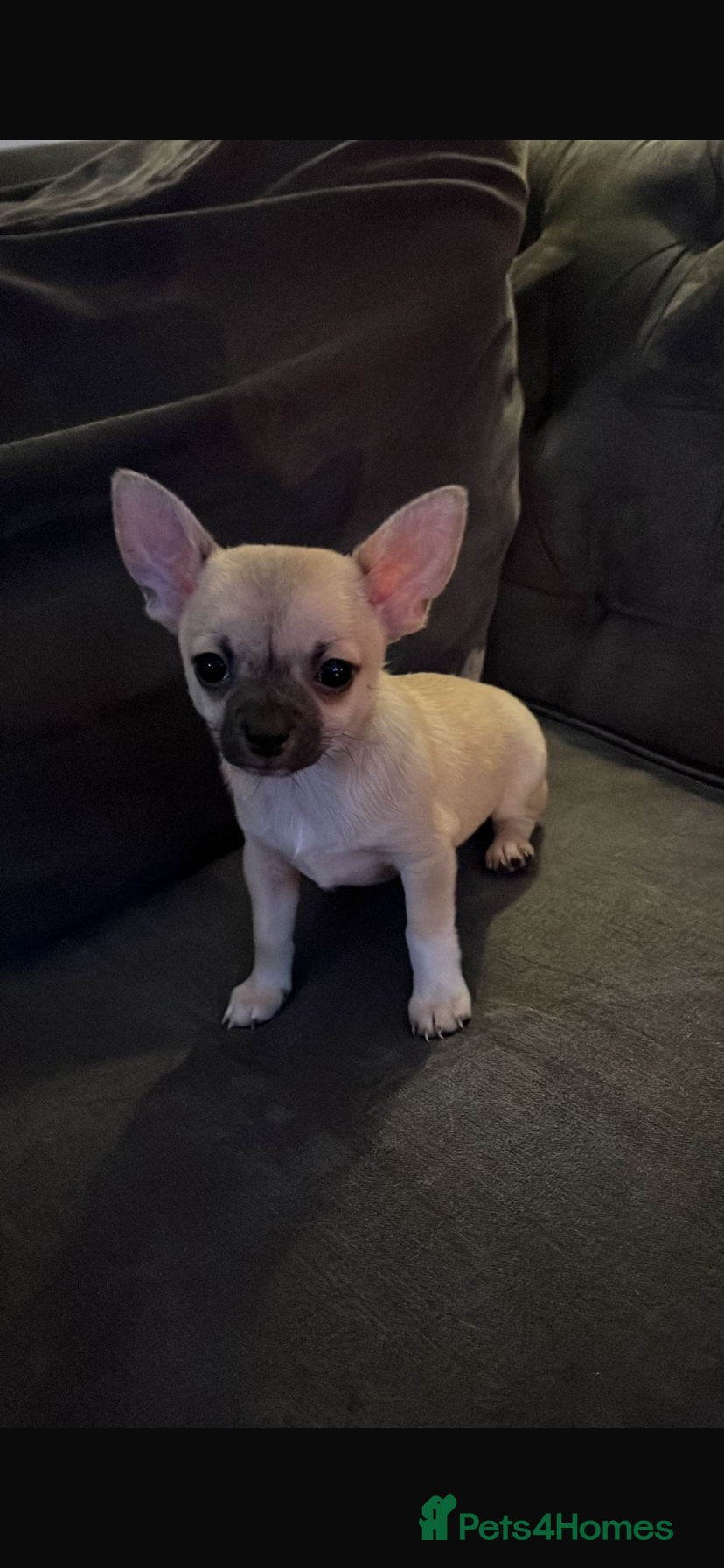 Chihuahua dogs 💛 Beautiful Chihuahua Pups – Ready NOW 💛 - Advert 5