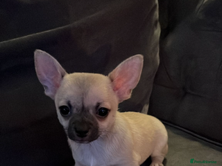 Chihuahua dogs 💛 Beautiful Chihuahua Pups – Ready NOW 💛 - Advert 2