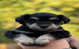 Miniature Schnauzer dogs for sale: Adorable KC registered Miniature Schnauzers - Image 13