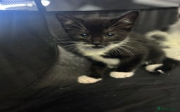 Mixed Breed cats for sale: 🐾 Kittens Ready for Their Forever Homes 🐾 - Image 4