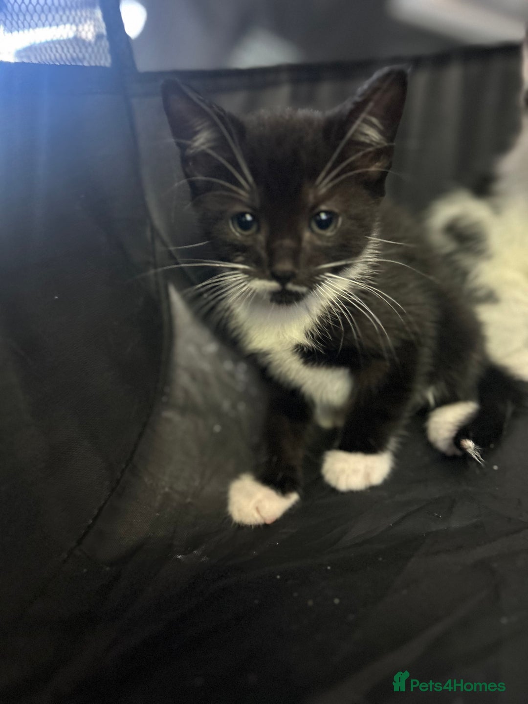 Mixed Breed cats for sale: 🐾 Kittens Ready for Their Forever Homes 🐾 - Image 4