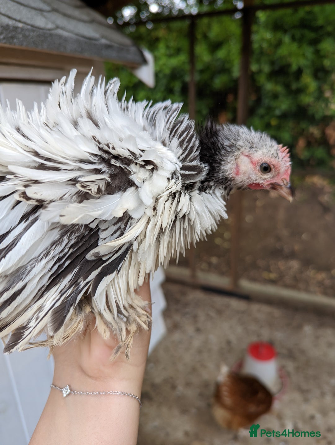 Chickens poultry for sale: FREE - Pure colour pekin bantam cockerels - Image 6
