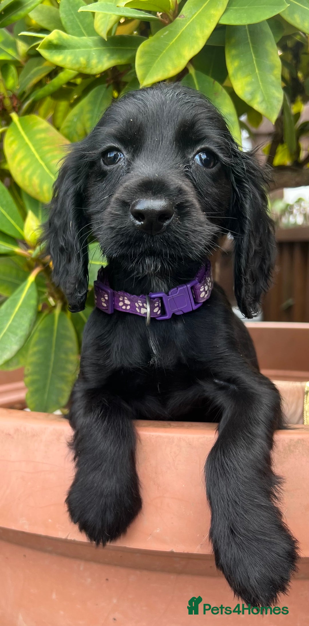 Cocker Spaniel dogs for sale: Working cocker spaniels  - Image 10