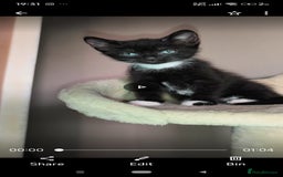 Mixed Breed cats for sale: 4 beautiful kittens - Image 15