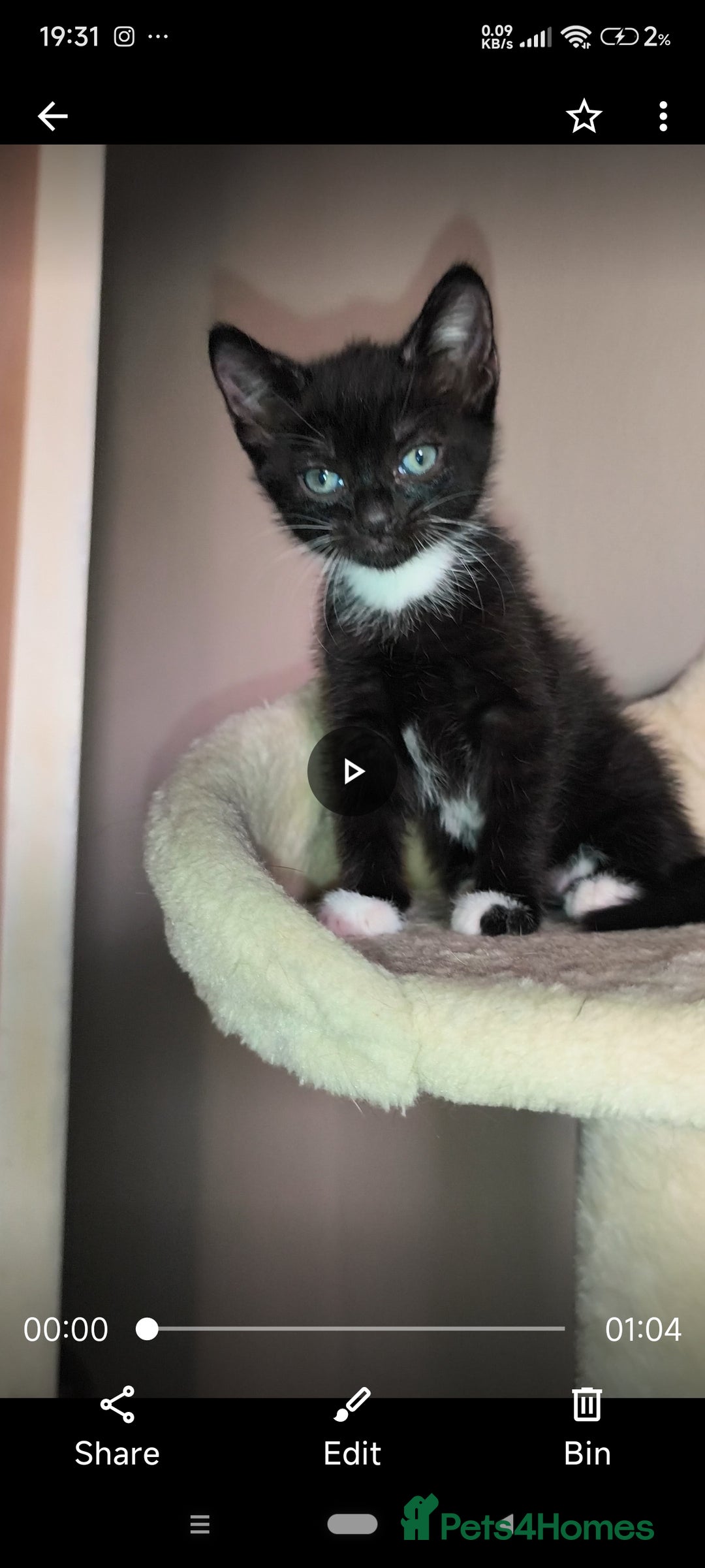Mixed Breed cats for sale: 4 beautiful kittens - Image 15