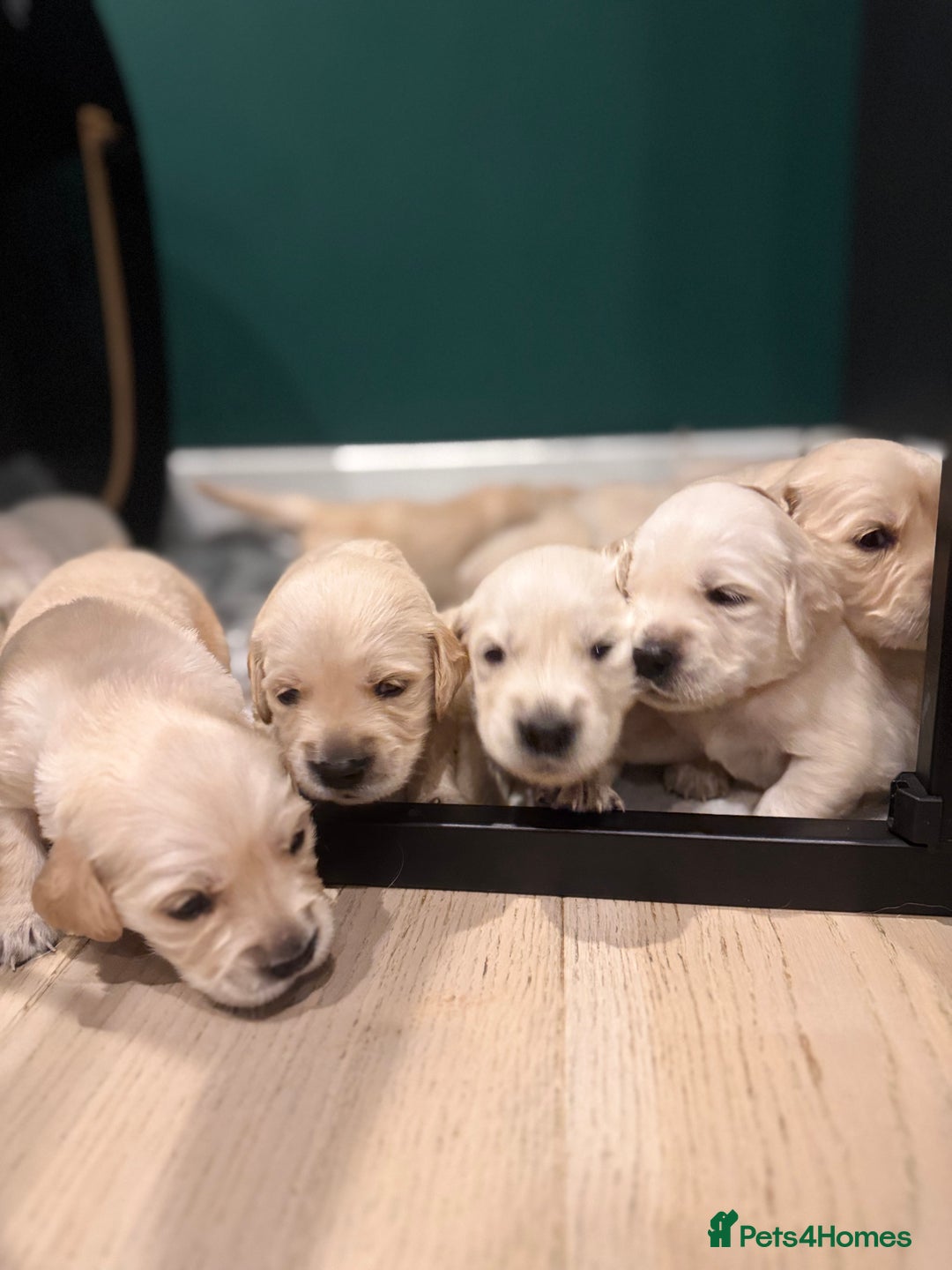 Golden Retriever dogs for sale: Champion line-KC Reg. Golden Retriever Puppies💖💙 - Advert 7