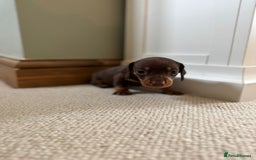 Miniature Dachshund dogs for sale: BEAUTIFUL MINIATURE DACHSHUNDS PUPPIES FOR SALE  - Image 4