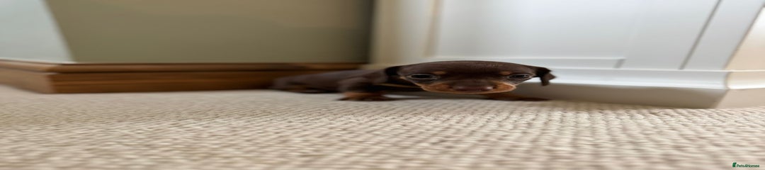 Miniature Dachshund Puppy 1