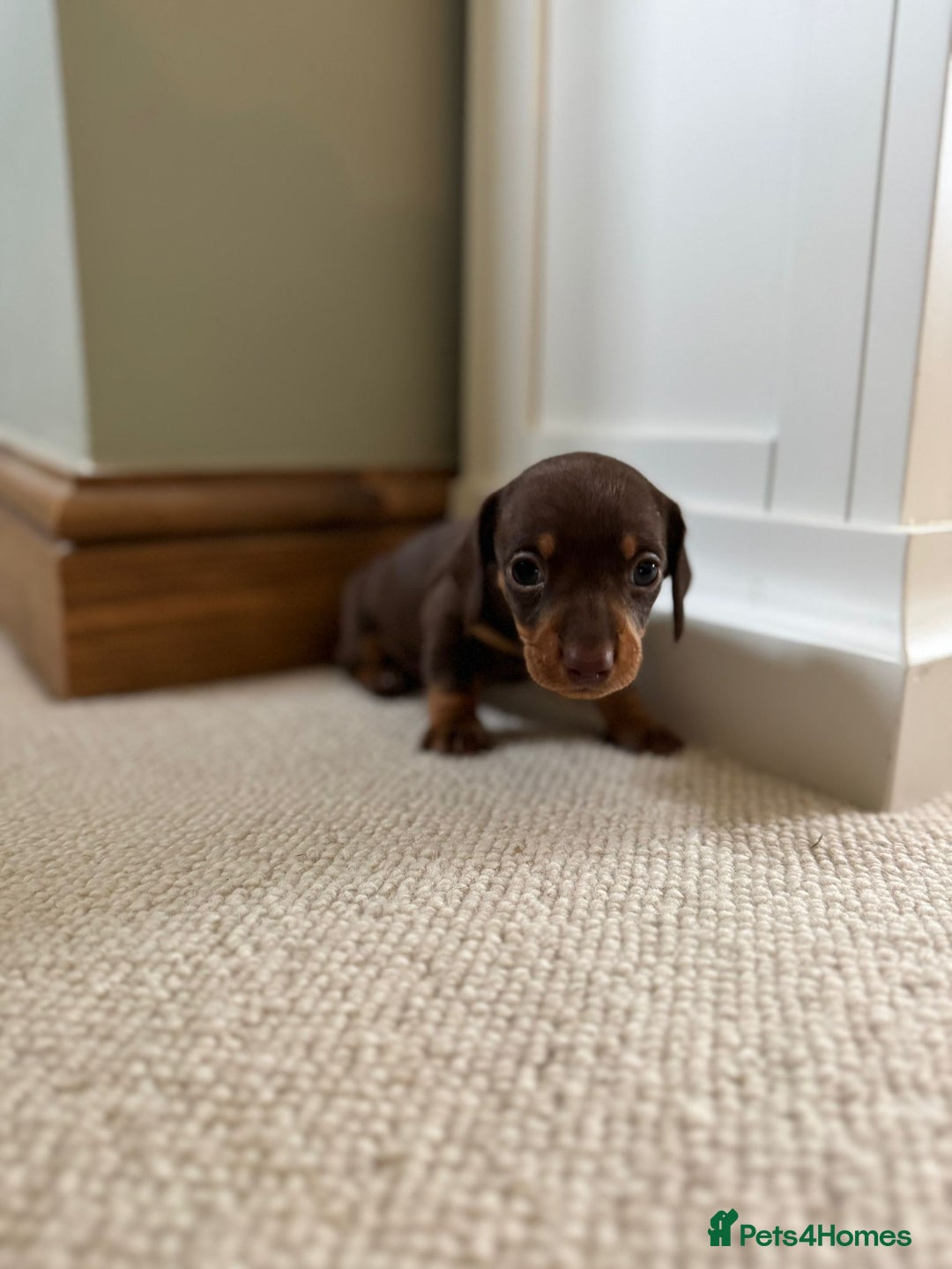 Miniature Dachshund dogs for sale: BEAUTIFUL MINIATURE DACHSHUNDS PUPPIES FOR SALE  - Image 4