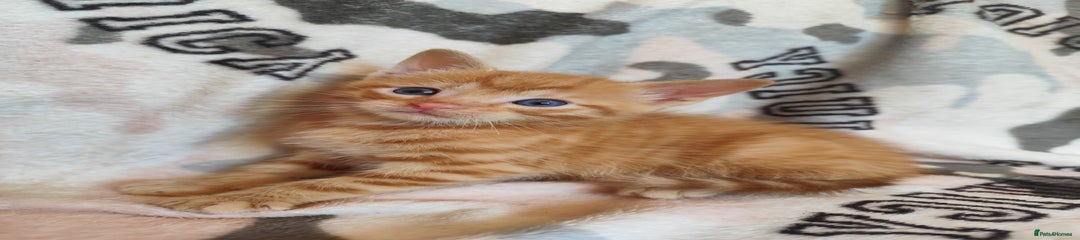 Domestic Shorthair Kitten 1