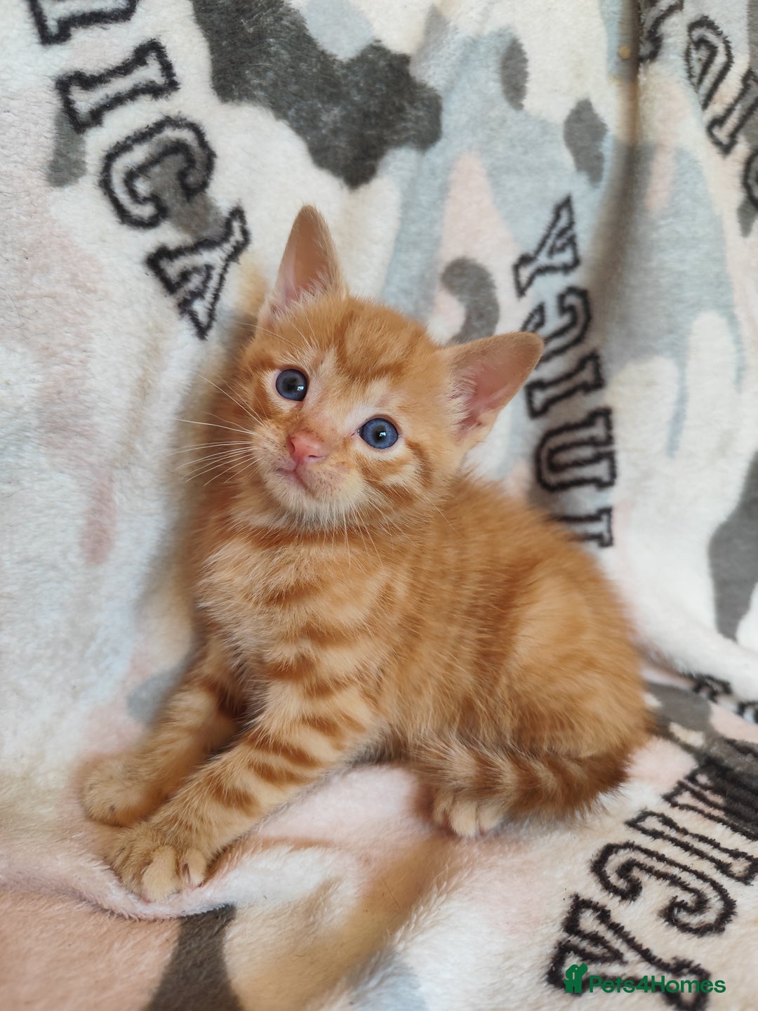 Domestic Shorthair cats for sale: Adorable kittens for sale - Image 1