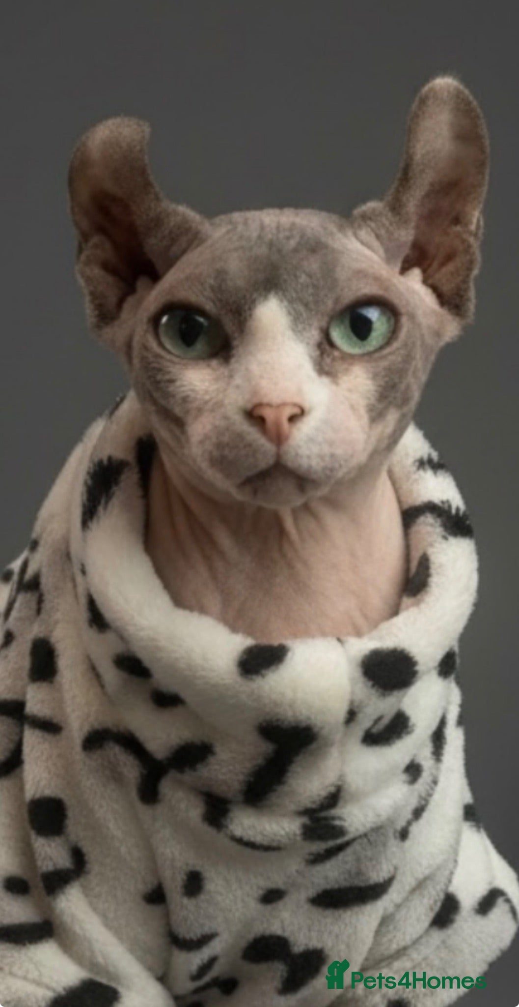 Sphynx cats     Exceptional Sphynx Kittens  - Advert 12