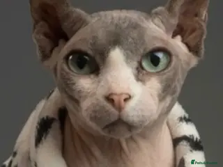 Sphynx cats Exceptional Sphynx Kittens - Advert 12