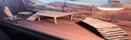 Bearded Dragon reptiles for sale: Zero leatherback bearded dragon and set up in Blaenau Ffestiniog - Advert 17