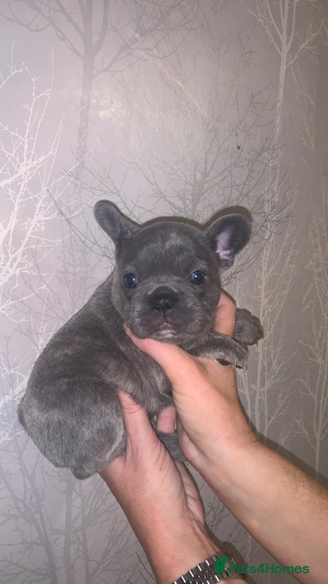 French Bulldog dogs for sale: French bulldog pups  - Image 13