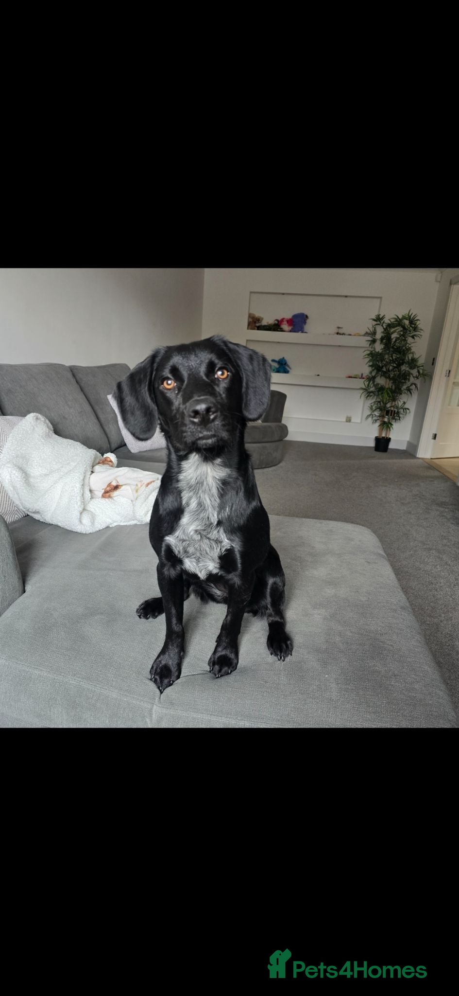 Sprocker dogs Female Sprocker - Advert 8