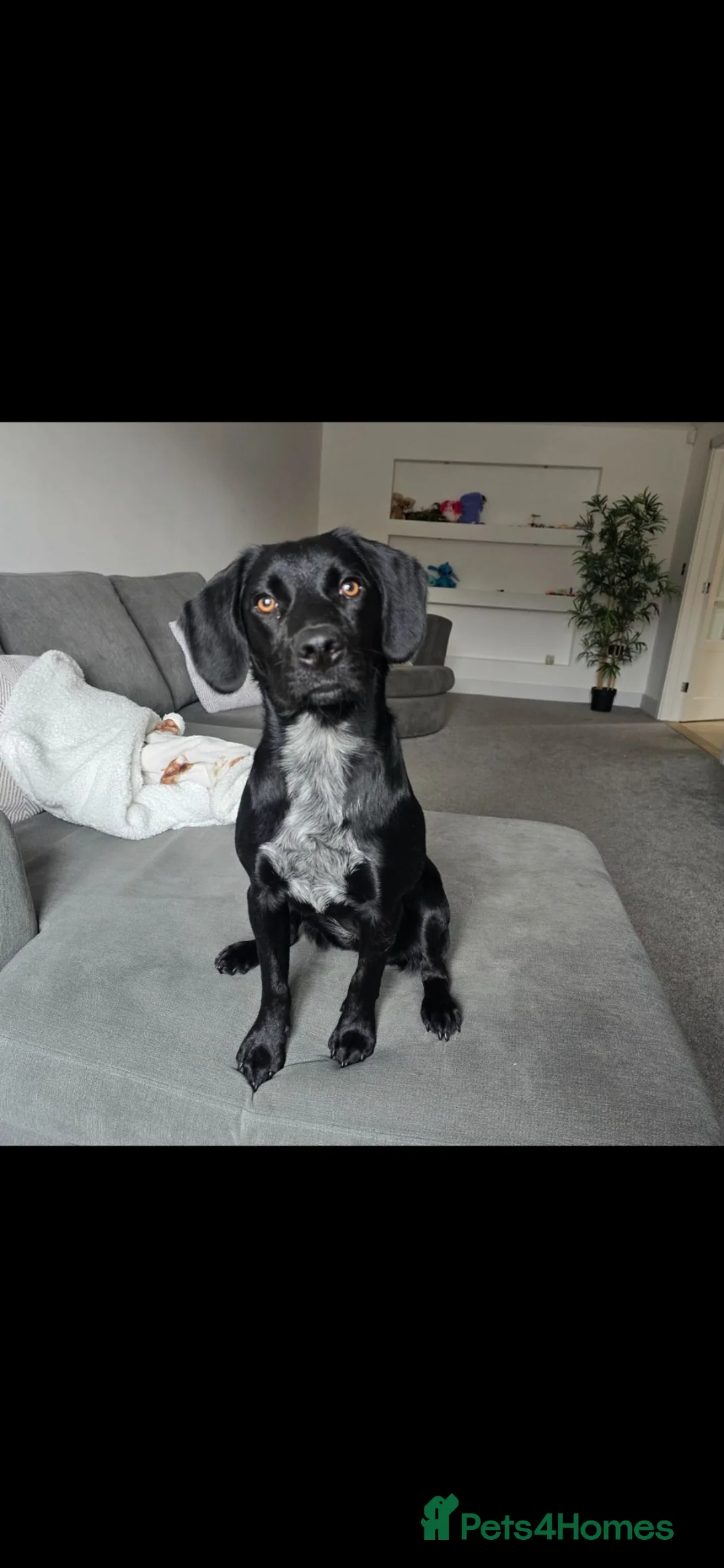Sprocker dogs for sale: Female Sprocker in Southwold - Advert 1