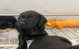 Labrador Retriever dogs for sale: Black Labrador puppies - Image 10