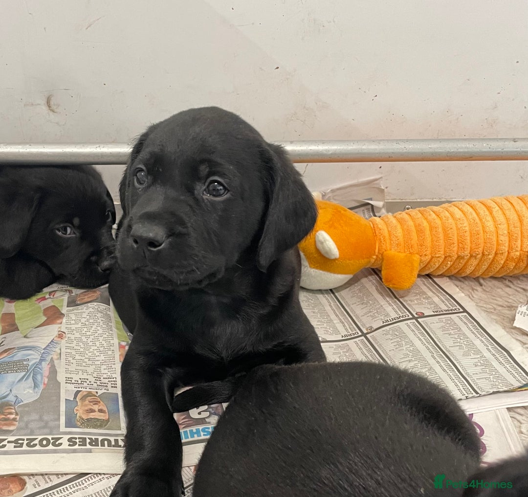 Labrador Retriever dogs for sale: Black Labrador puppies - Image 10