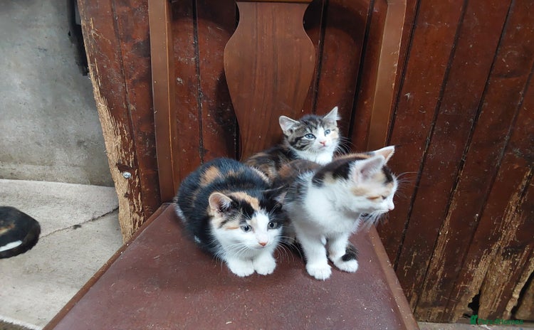 Mixed Breed cats - Advert 13
