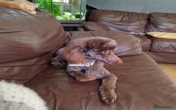 Toy Poodle dogs for stud: Fully health tested and Kc toy poodle stud in Blackburn - Image 2