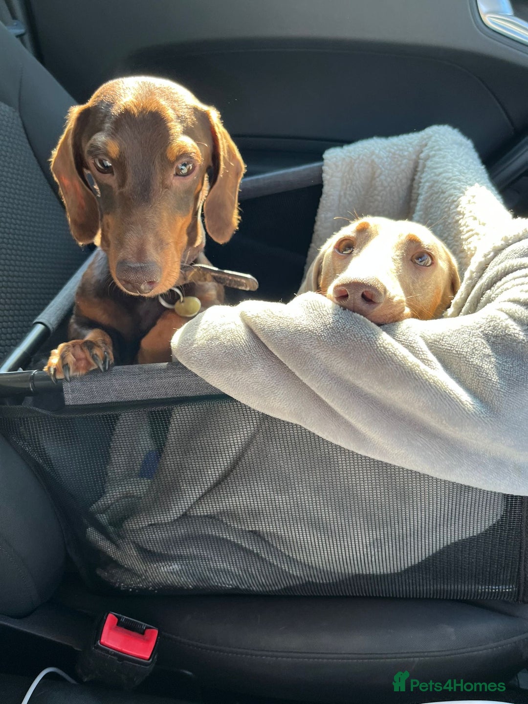 Miniature Dachshund dogs for sale: Loving Pair of Mini Dachshunds 🐶 🐶  - Image 2