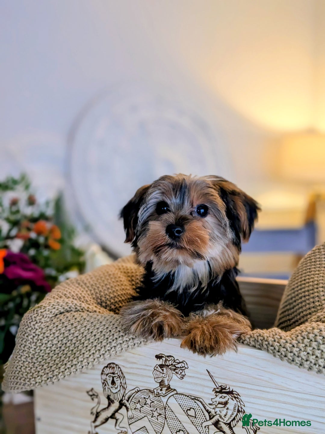 Yorkshire Terrier dogs for sale: 2 Biewer Yorkshire Terrier Boys – Ready Now! - Advert 3