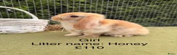 Mini Lop rabbits for sale: Mini lop babies! Lots of colours!  - Advert 19