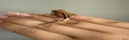 Gecko reptiles for sale: Baby crested gecko’s  - Advert 11