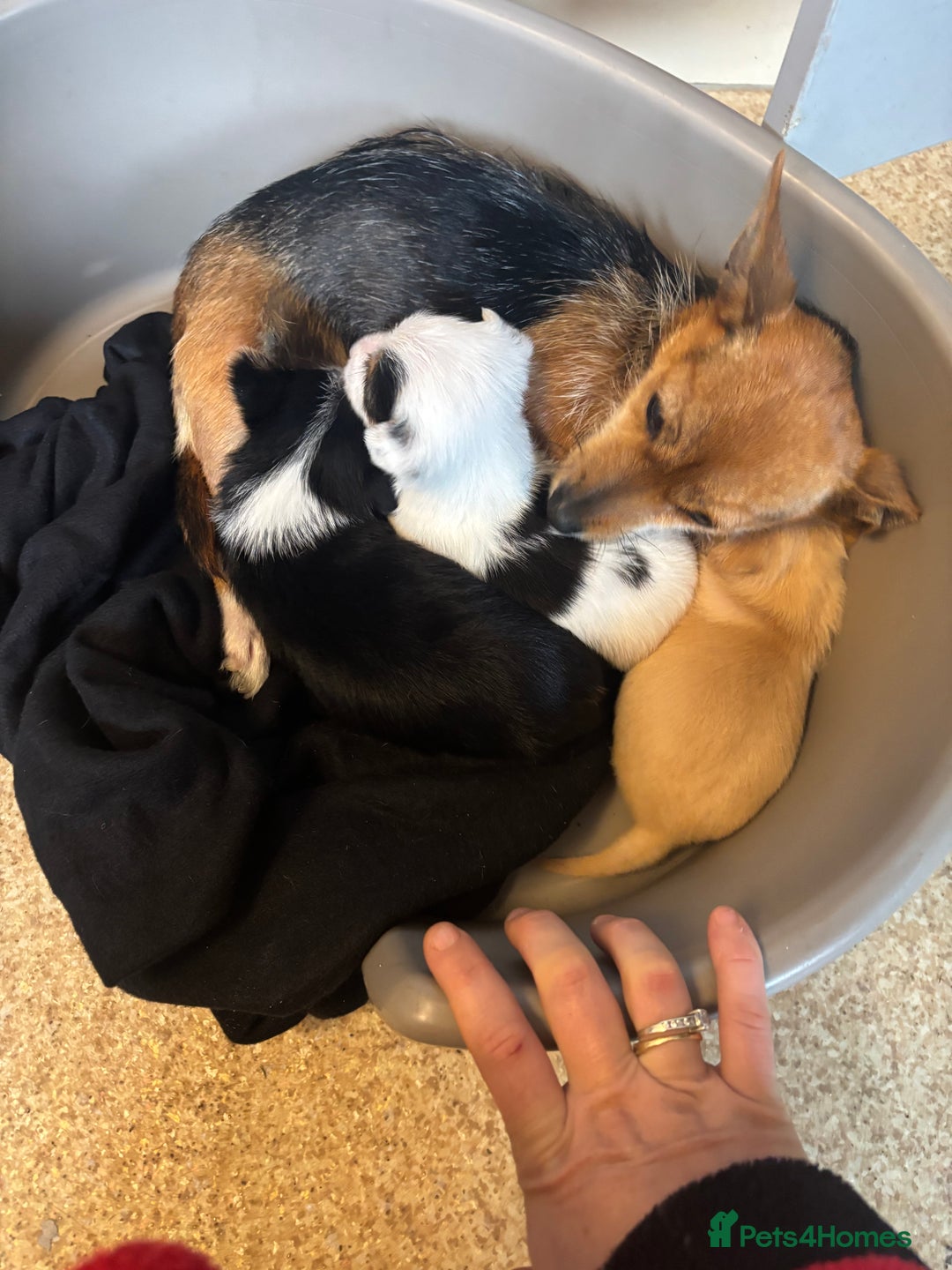 Jack Russell dogs for sale: Jack Russell puppies for sale - Image 19