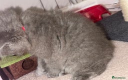 British Longhair cats for sale: Female kitten for sale  - Image 2