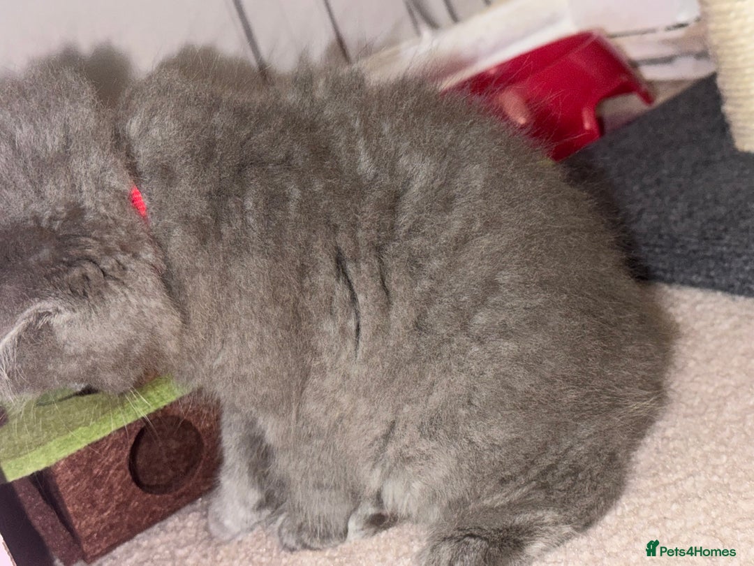 British Longhair cats for sale: Female kitten for sale  - Image 2