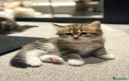 Siberian cats for sale: Champion line Kittens  - Image 1