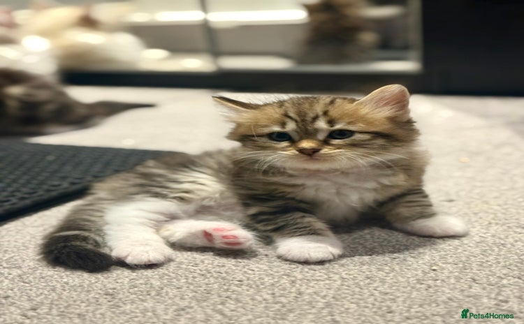 Siberian cats - Advert 1