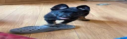 German Shepherd dogs for sale: KC Reg Stunning Working Line German Shepherd Pups - Advert 1