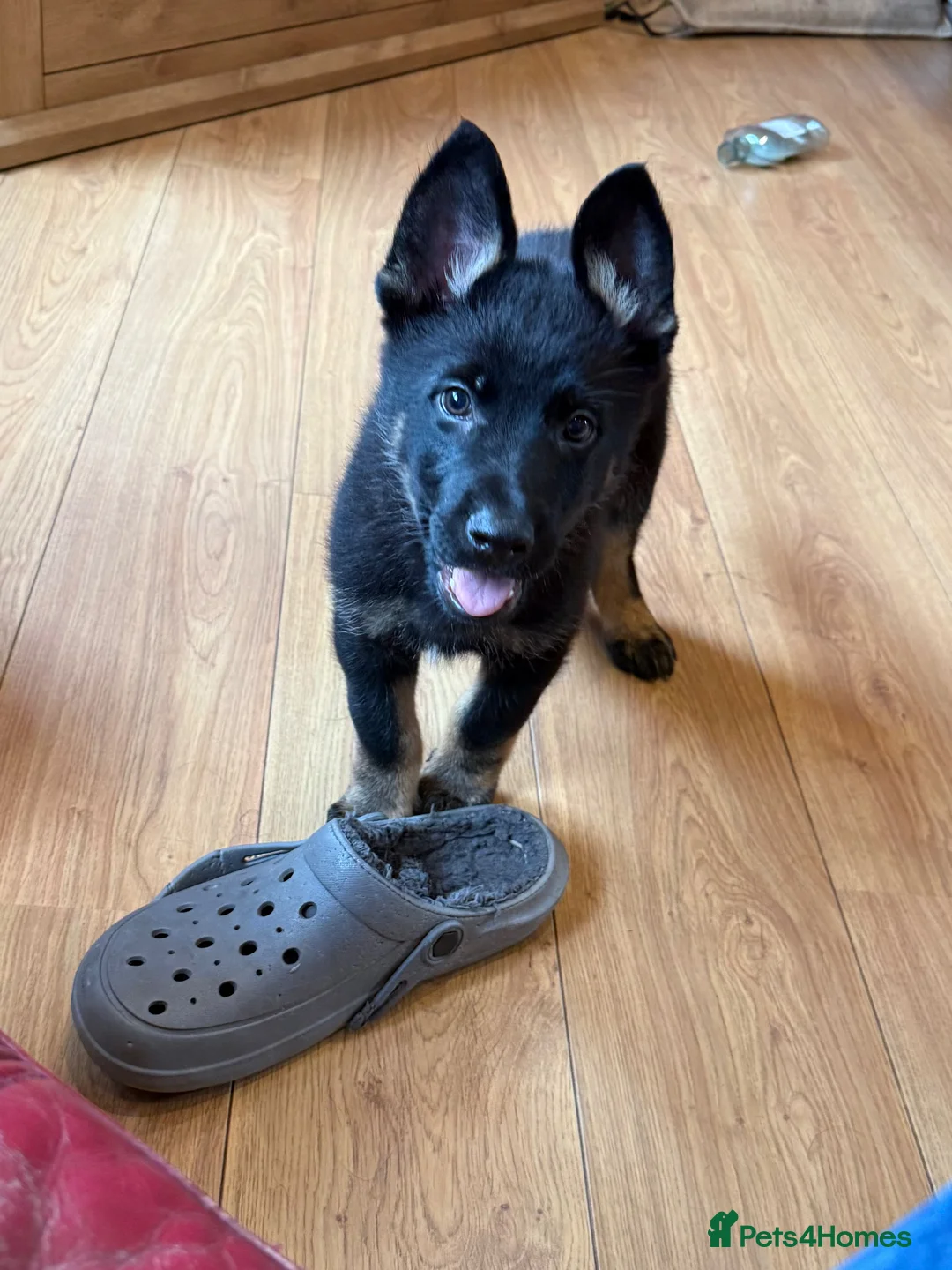 German Shepherd dogs for sale: KC Reg Stunning Working Line German Shepherd Pups - Advert 1