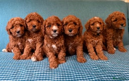 Labradoodle dogs for sale: Mini Red Labradoodle 🧬 clear  - Image 4