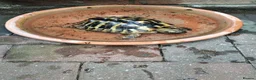 Hermann Tortoise reptiles for sale: Male Hermann's tortoise aged 9 years in Hull - Advert 3