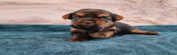 Yorkshire Terrier dogs for sale: 4 Lovely puppies  - Advert 18