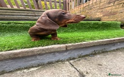 Dachshund dogs for sale: 5 stunning Dachshund puppies - Image 9