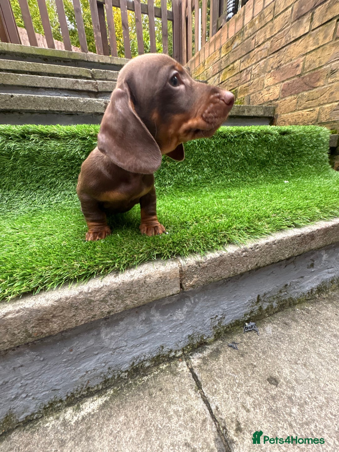 Dachshund dogs for sale: 5 stunning Dachshund puppies - Image 9