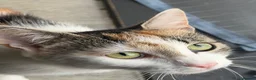British Shorthair cats for sale: British short hair Cat  - Advert 5