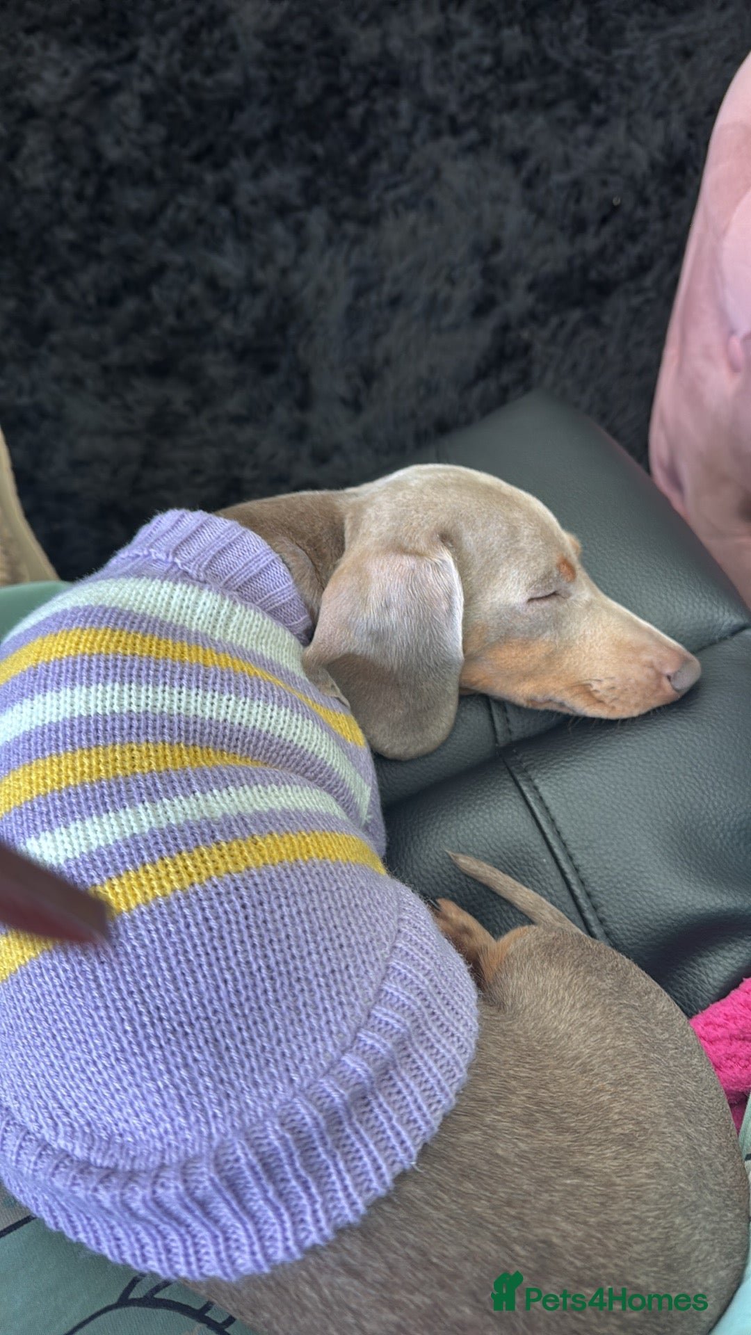 Dachshund dogs for sale: unique dachshund cross hairless Chines crested  - Image 4