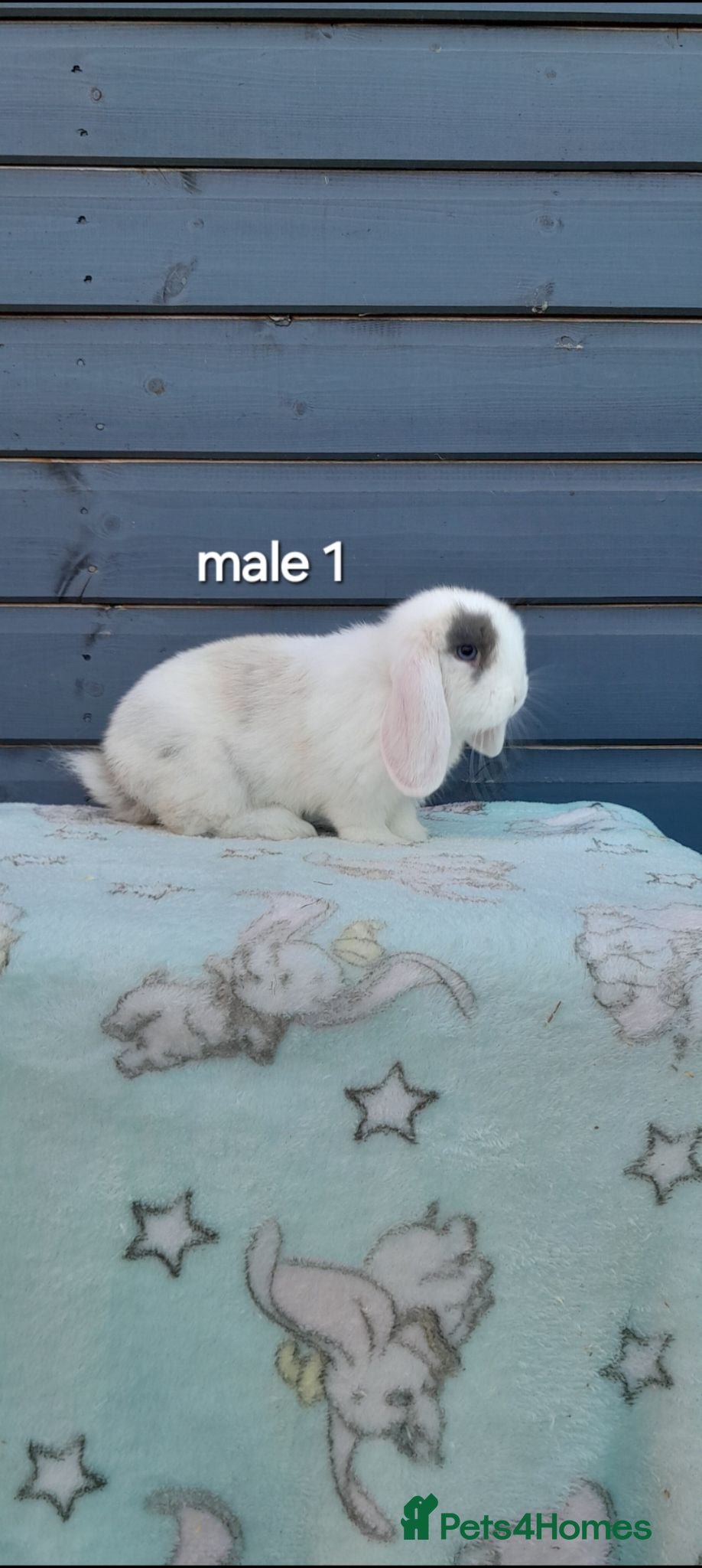 Mini Lop rabbits Beautiful purebred mini lops  - Advert 1