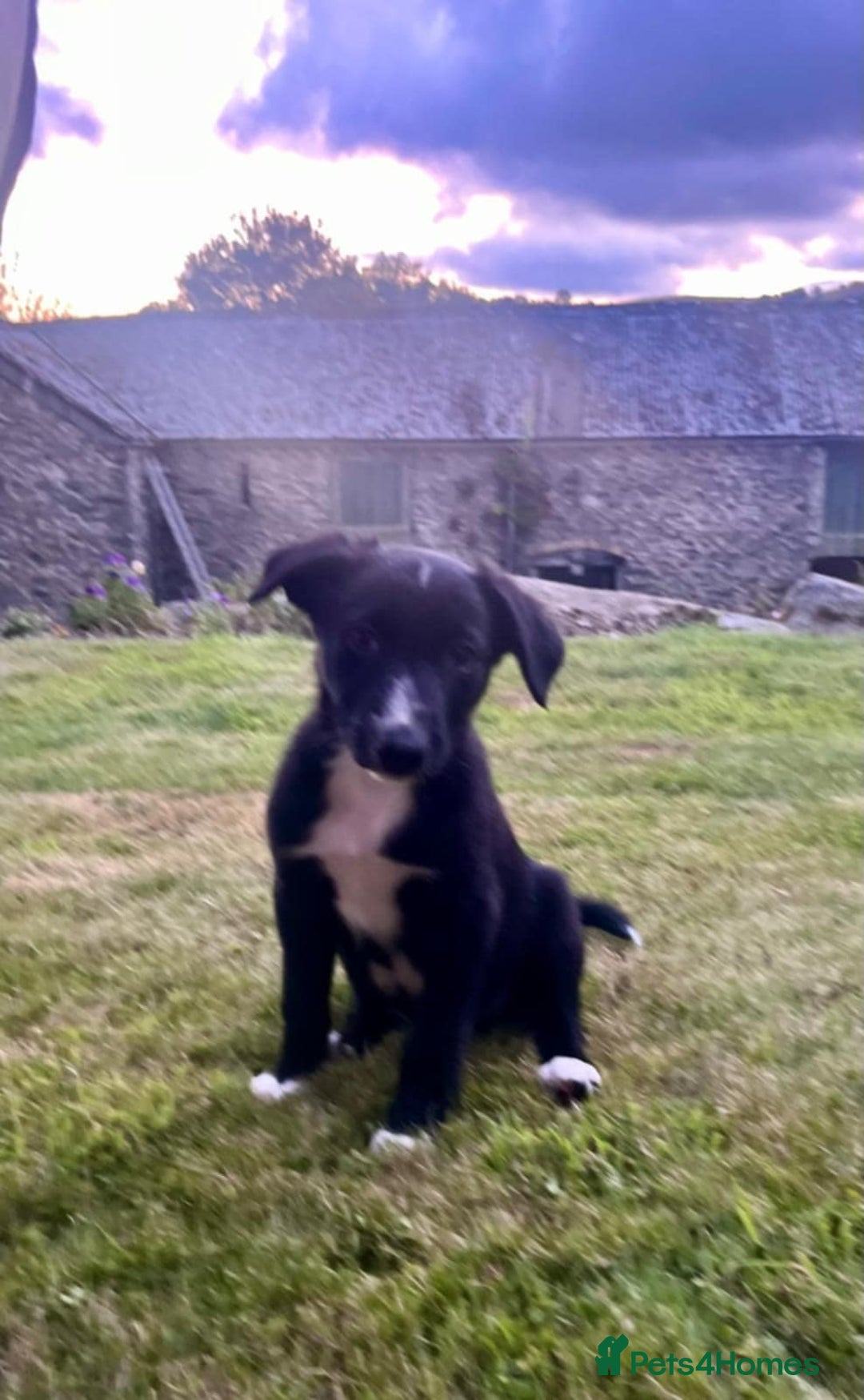 Border Collie dogs for sale: Gorgeous Farm bred sheepdog puppies - Image 12