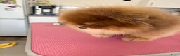 Pomeranian dogs for stud: Top quality proven Pomeranian stud  - Advert 7