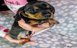 Miniature Dachshund dogs for sale: Mini Dachshund Puppies, Gorgeous Colours & Coats - Image 7