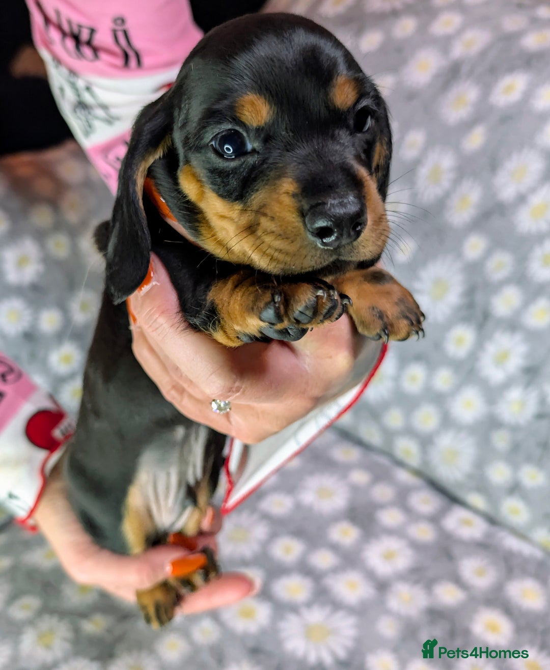 Miniature Dachshund dogs for sale: Mini Dachshund Puppies, Gorgeous Colours & Coats - Image 7